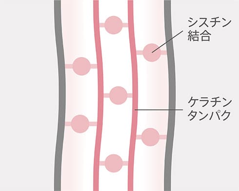 骨格が整っている髪