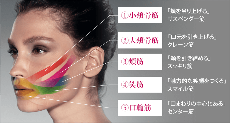 ①小頬骨筋 「頬を吊り上げる」サスペンダー筋 ②大頬骨筋 「口元を引き上げる」クレーン筋 ③頬筋 「頬を引き締める」スッキリ筋 ④笑筋 「魅力的な笑顔をつくる」スマイル筋 ⑤口輪筋 「口まわりの中心にある」センター筋