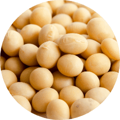 ダイズ種子エキス※7