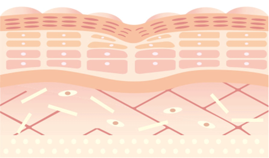 目元ケア リファラインリフト リファリンクルクリーム Refa Carat Refa 公式通販 Mtg Onlineshop