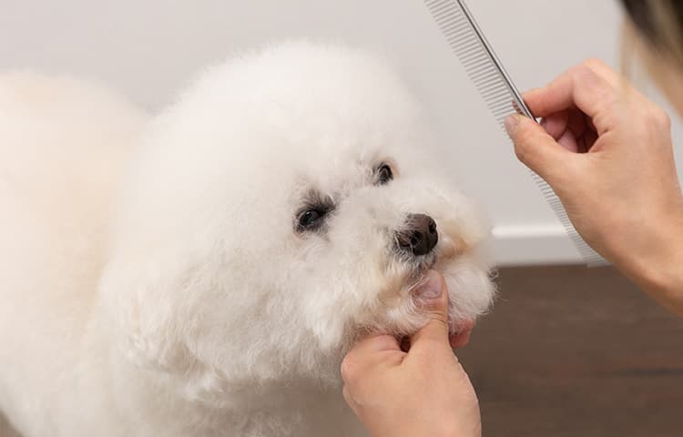 べたつきがなく「艷やかで豊かな毛並み」