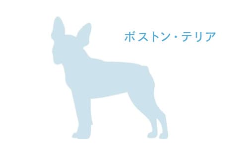 ボストン・テリア