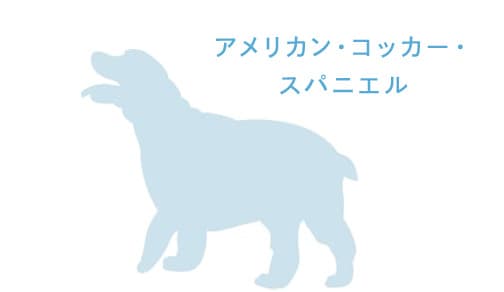 アメリカン・コッカー・スパニエル