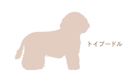 トイプードル