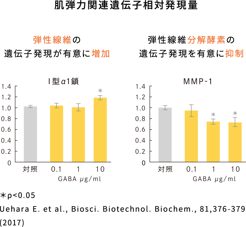 肌弾力関連遺伝子相対発現量