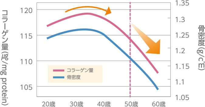 コラーゲン量と骨密度の低下