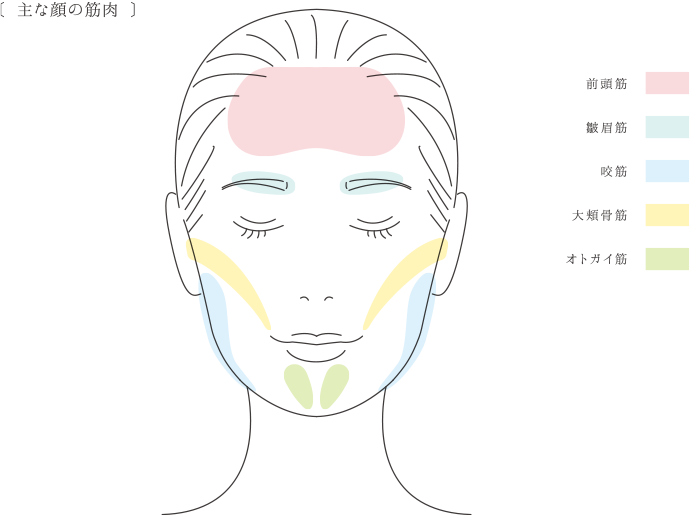 主な顔の筋肉