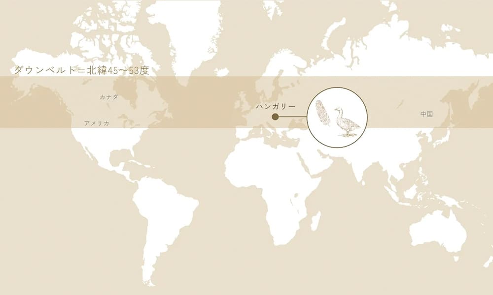 ダウンベルトに生息する水鳥