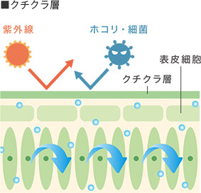 クチクラ層の図