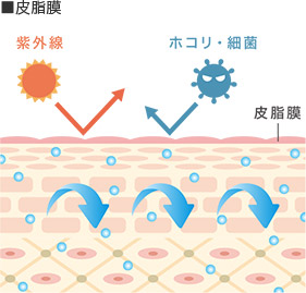 皮脂膜の図