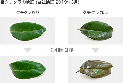 クチクラの検証 (自社検証 2019年3月)