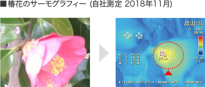 椿花のサーモグラフィー (自社測定2018年11月)