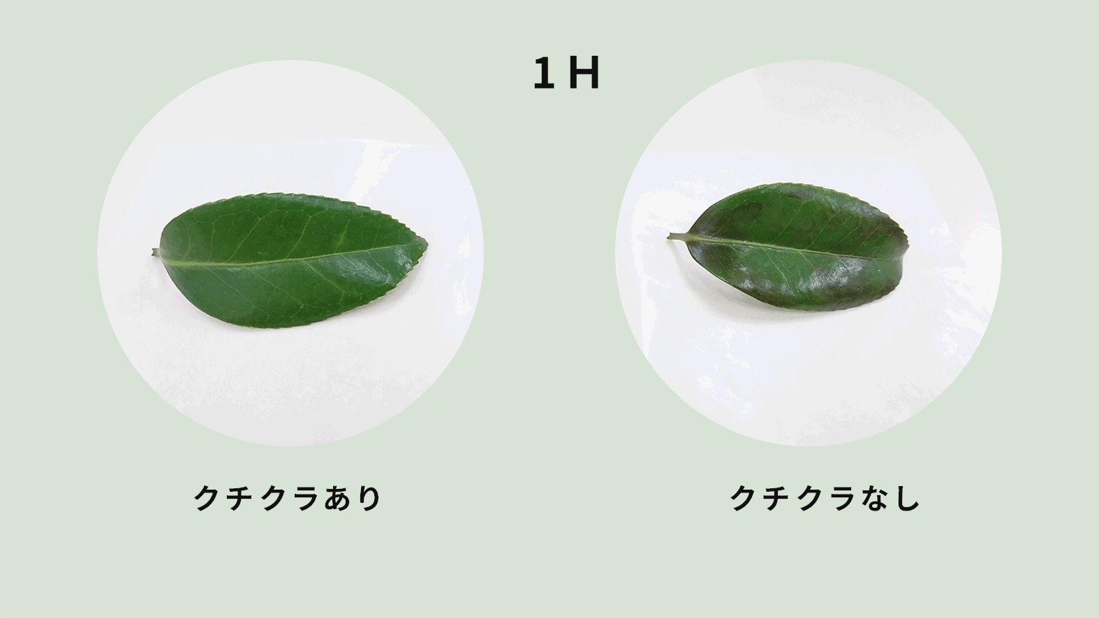 椿葉クチクラ※2と角層の図