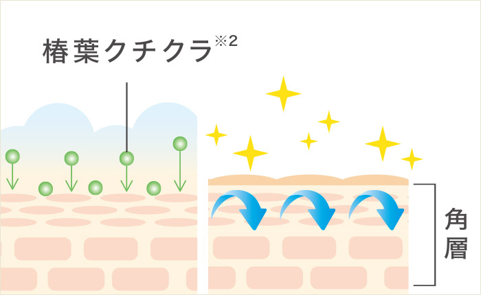 椿葉クチクラ※2と角層の図