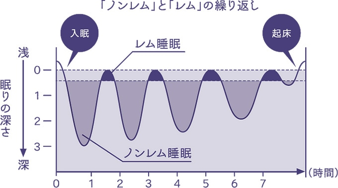 「ノンレム」と「レム」の繰り返し