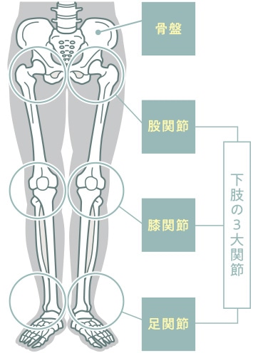 下半身の関節図