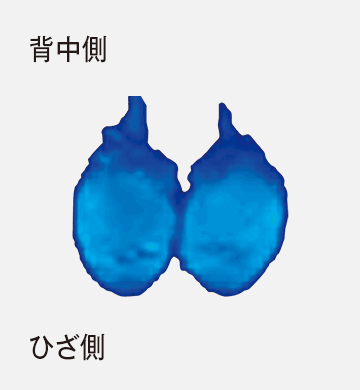 背中側 ひざ側