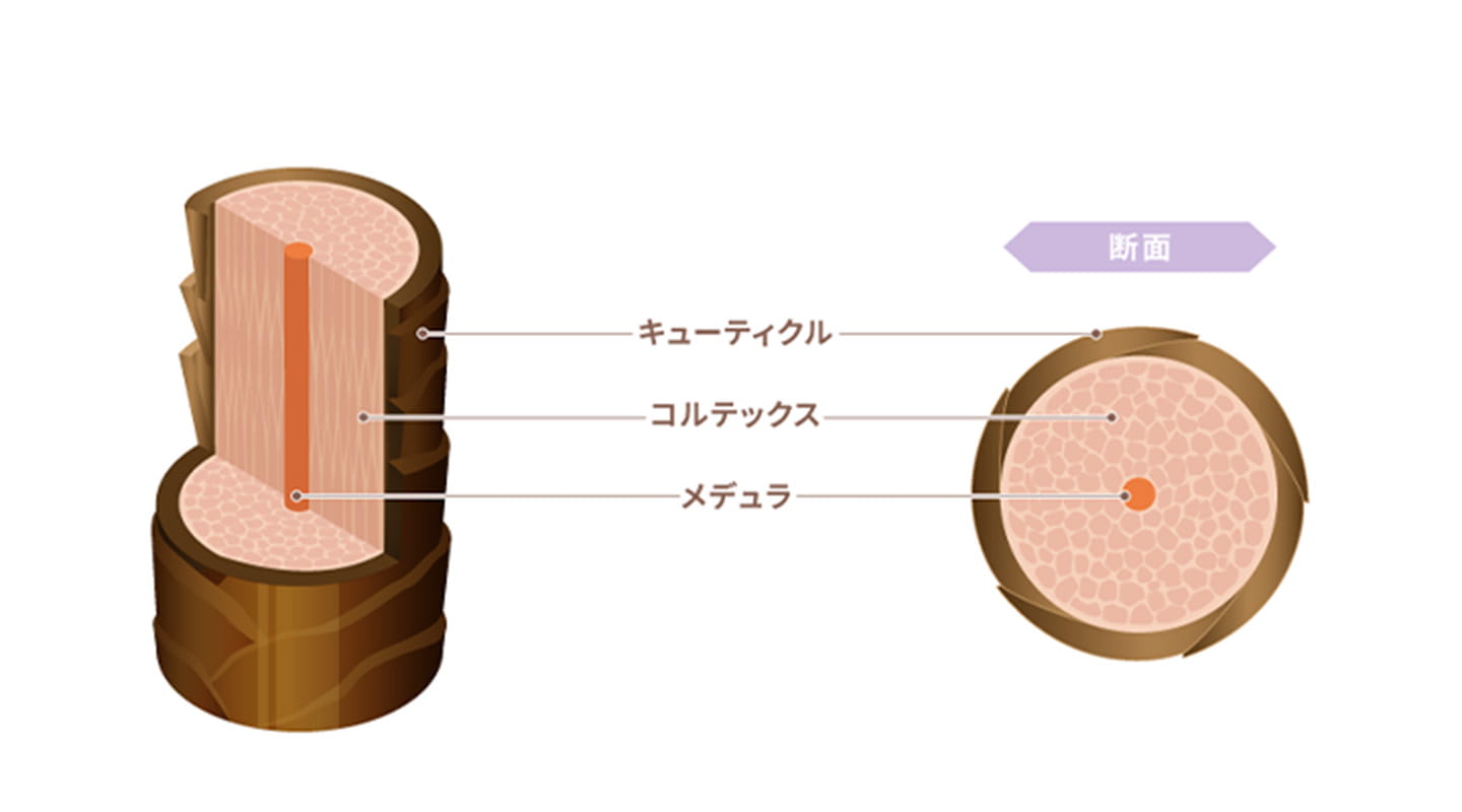 髪がパサパサってどんな状態？