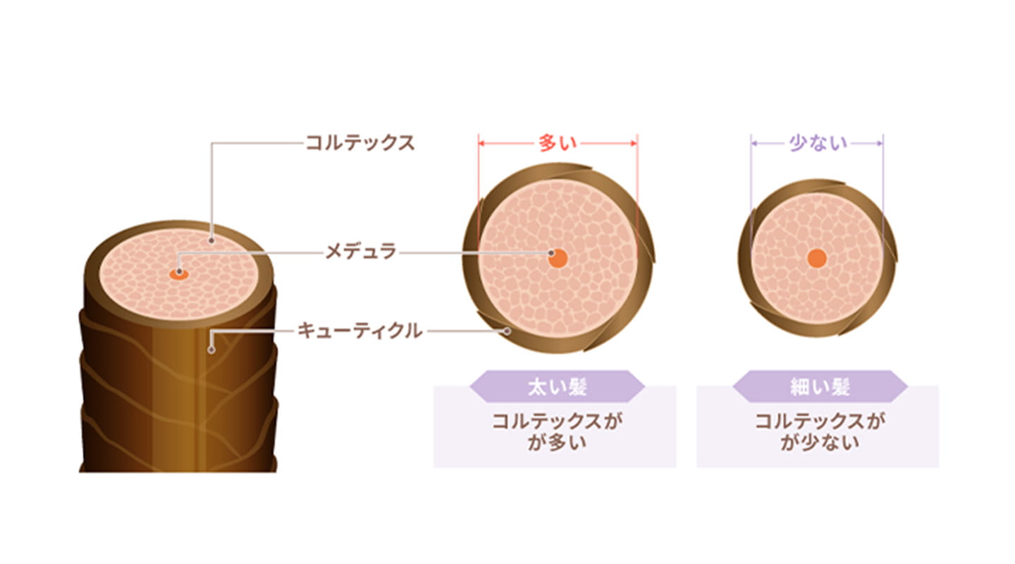 硬い髪質の構造
