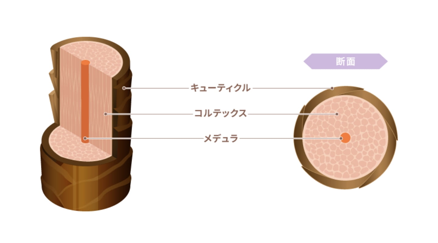 髪の構造