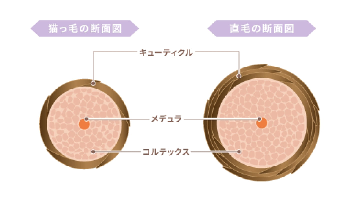猫っ毛の断面図と直毛の断面図