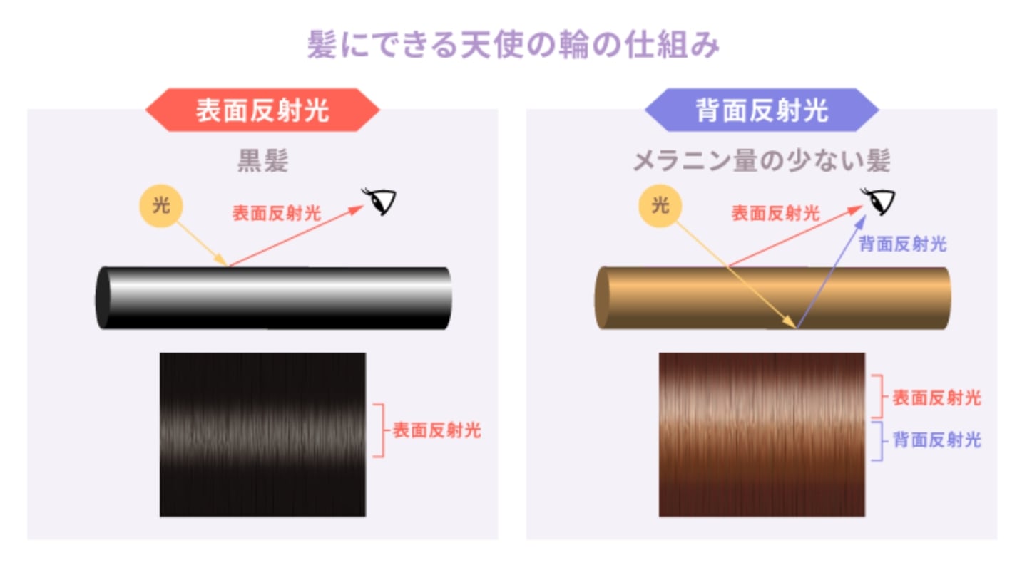 髪に現れる天使の輪とは?ツヤ髪の証拠なの?