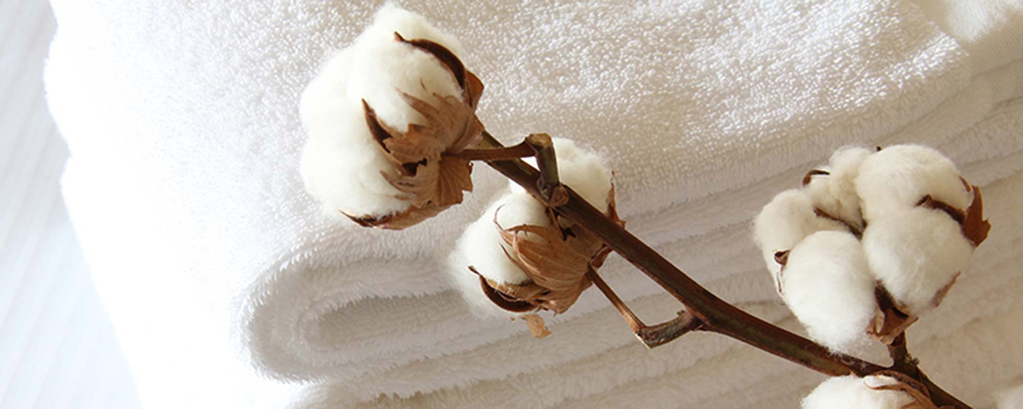 エジプト綿の特徴と選び方｜長く愛用するためのコツも紹介