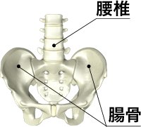腰椎 腸骨