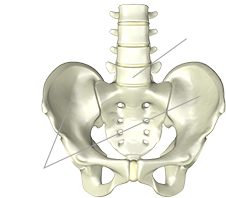 腰椎 腸骨