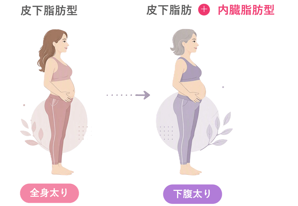 更年期以降は脂肪が蓄積しやすくなる