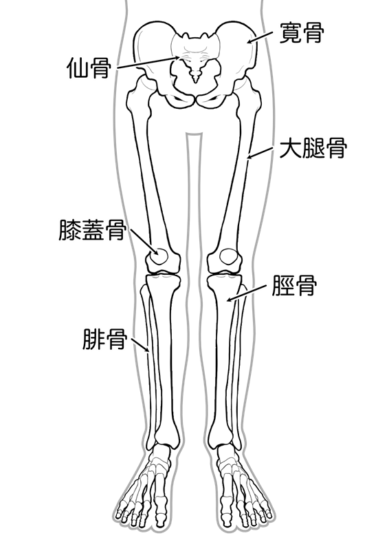 膝周りの骨・筋肉の構成