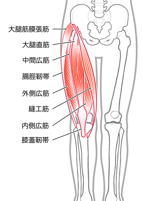 膝周りの骨・筋肉の構成