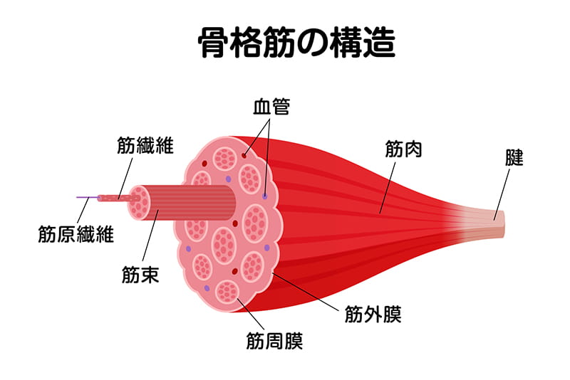 筋膜の働きとは