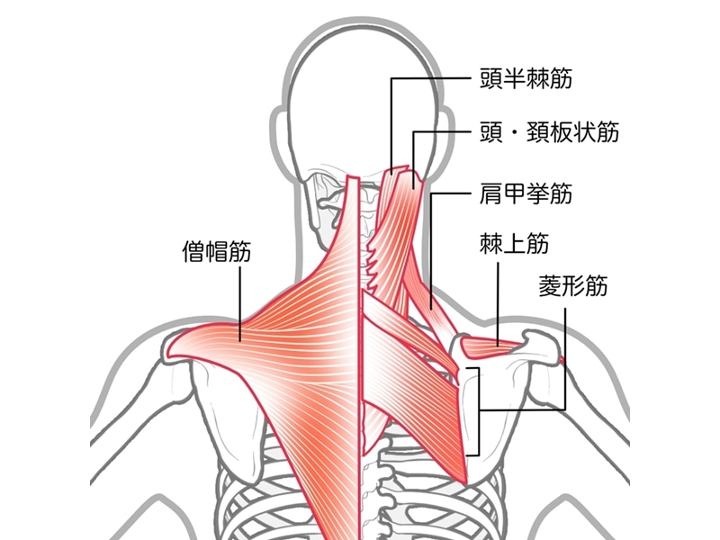 腸腰筋の構成と役割