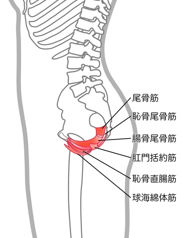 骨盤底筋