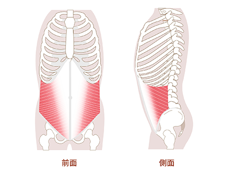 腹斜筋（外・内）