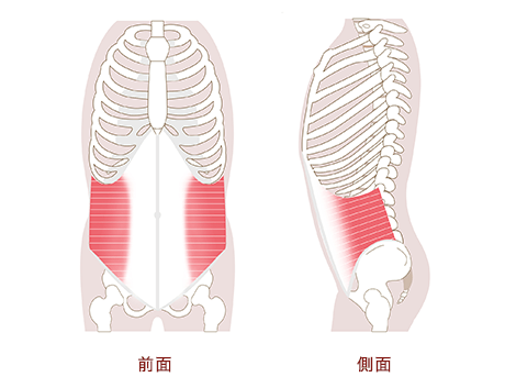 腹横筋