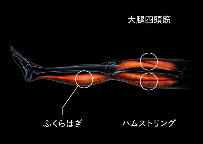 脚の3つの筋肉にEMS*が直接アプローチ。