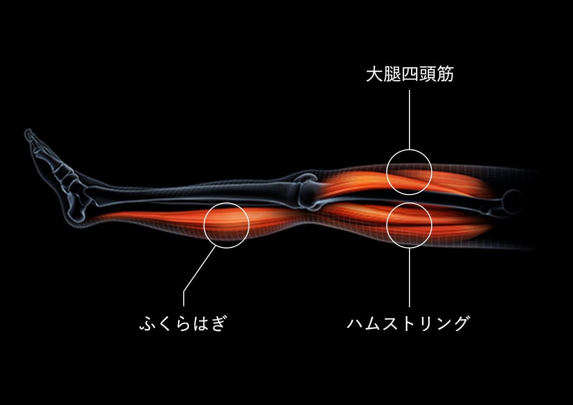 脚の3つの筋肉にEMS*が直接アプローチ。