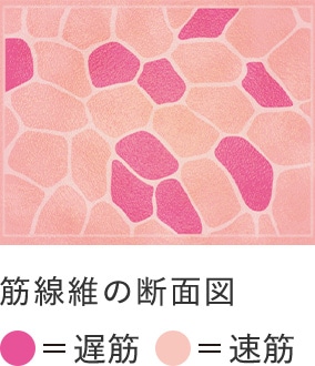 筋線維の断面図