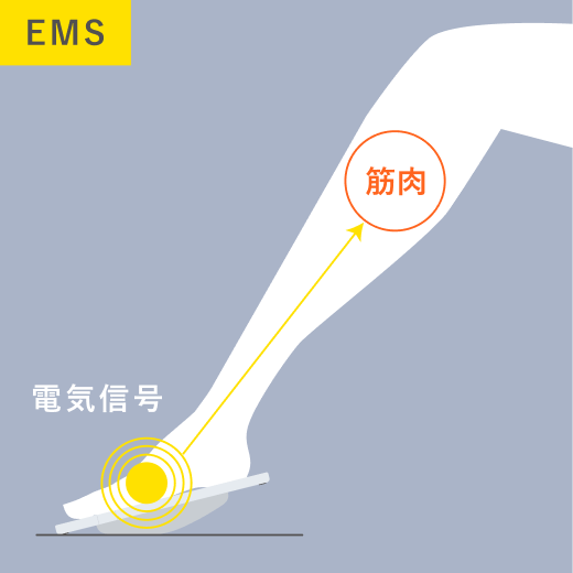EMS 電気信号