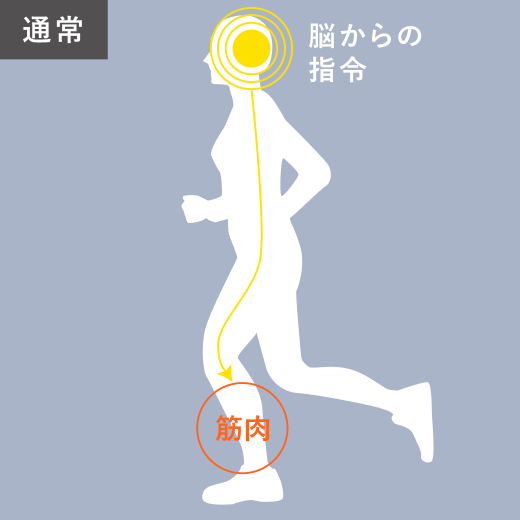 通常 脳からの指令
