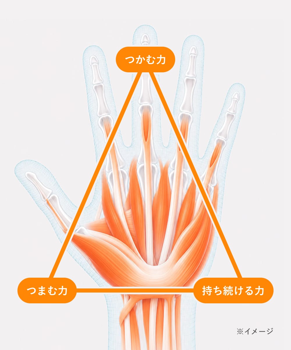 手の内在筋のイラスト。つかむ力・つまむ力・持ち続ける力の3点を結んだ三角形(イメージ)