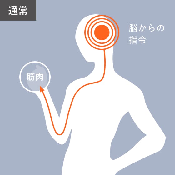 通常のトレーニングでは脳からの指令で筋肉が動く仕組み