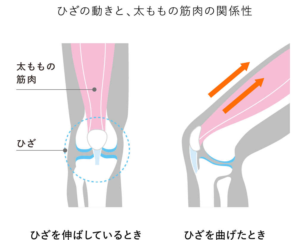 Relationship between knee movement and thigh muscles