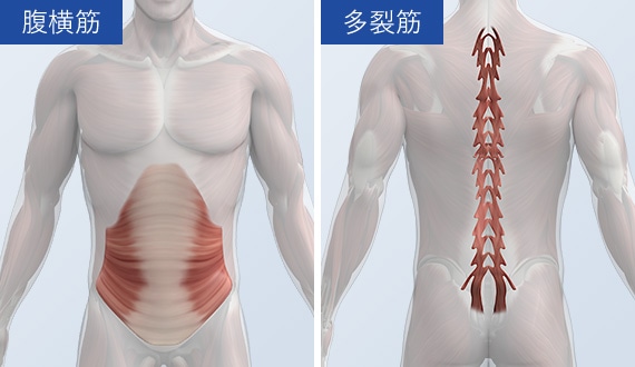 腰を支える「インナーマッスル」