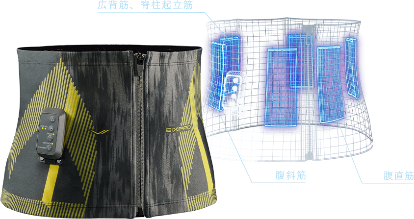 広背筋、脊柱起立筋　腹斜筋　腹直筋