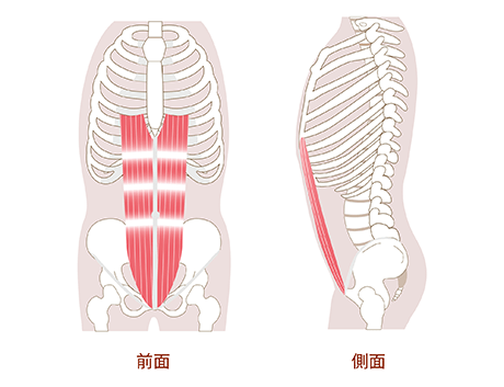 腹直筋