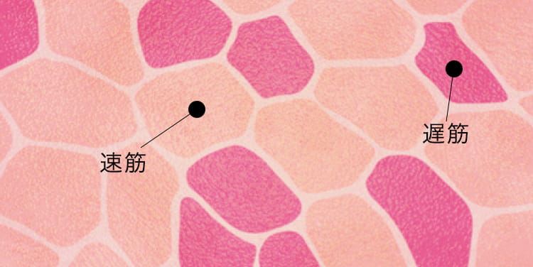 速筋と遅筋